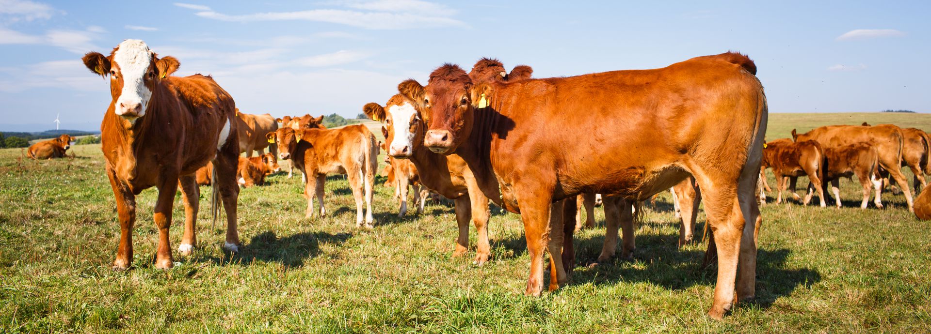 Beef Industry Canada